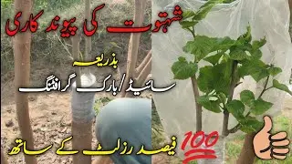 How to graft Mulberry Tree by using Bark/Side Grafting method | with result | Agri Aid