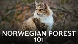 Норвежская лесная кошка 101 — всё, что вам нужно знать