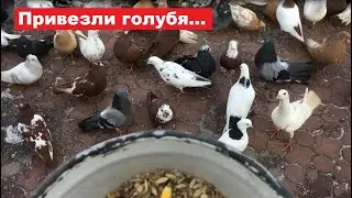 Сделали новое приобретение, купили голубя и...