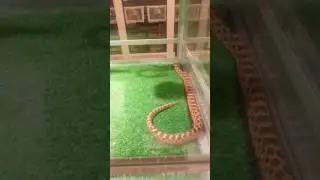 Snake Center, Tokyo 🐍