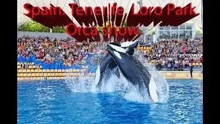 Spain. Tenerife. Loro Park. Orca show.