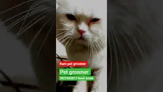 pet grooming at home service #shortsvidos #pet#pets #youtubeshorts #animals