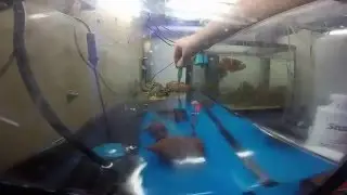 Perioftalmi in acquario 1&deg; parte