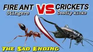 Fire ants Hunts first live Prey | D colony