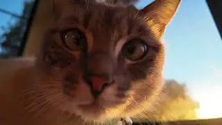 DJI Osmo Pocket 3 First Test Clip of Flint (Cat)