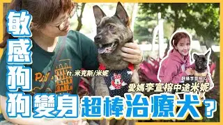 【熊爸估狗】沒有不可能！敏感狗狗化身成治療犬 ｜鏡週刊