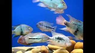 MY 600 LITER TANK OF 9 KIND OF VIEJA - 23.4.12