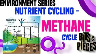what is Methane cycle?🤔