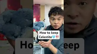 Вот как сохранить ваши кластеры целестина, чтобы они выглядели красиво и завершенно🩵‼️ #целестин