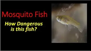 Mosquito Fish || Alien Invasive Species || The Hindu || Newspaper DIscussion || UPSC || Prelims 2024