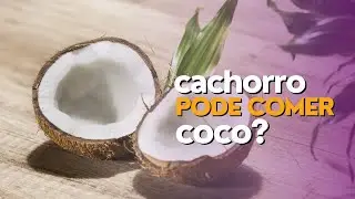C&atilde;es podem comer coco? | C&atilde;o pode comer coco?
