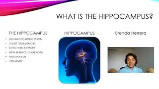 Real Benefits of Cardio & The Brain