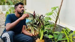 എന്റെ പുതിയ ഗാർഡൻ 🪴/ Garden setting Idea's 🤩/ Punyalan_decor🍀