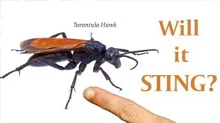 Are Tarantula Hawks Aggressive?