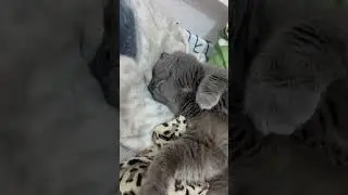 #питомцы #собака #веселыекоты #животные #прикольныекоты #cat #видосыоткота #snow # 