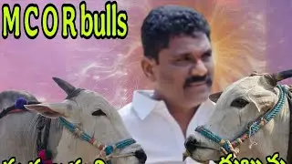 రెంటచింతల గ్రామం సీనియర్స్ విభాగం 4వ జత MCOR BULLS 