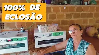 Fa&ccedil;a assim para ter 100% de eclos&atilde;o dos ovos | Como n&atilde;o perder nenhum pintinho de chocadeira