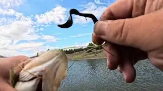 Largemouth bass Berkeley power worm 🪱 Prineville Reservoir and Z-Man finesse ￼worms ￼