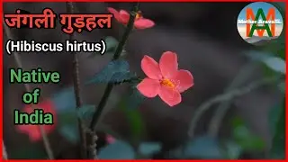 जंगली गुड़हल, Hibiscus hirtus, lesser mallow plant, Native plant of India 