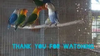 Beauty of love birds|| লাভ বার্ড এর সৌন্দর্য্য|| Agapornis fischeri || Opaline,Perblue,Euwing,Violet