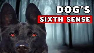 The Real Secret Behind A Dog's Sixth Sense