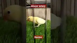 Decino Lovebird Mutation Alnoor avi