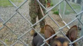 scary growl from Military Working Dog Rex