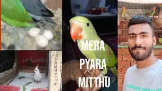 New parrot le 🥰Humara Mitthu bara ho gya