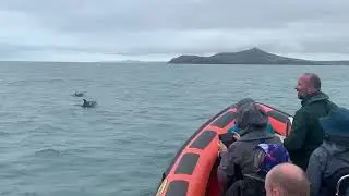 Common Dolphins Ramsey Sound