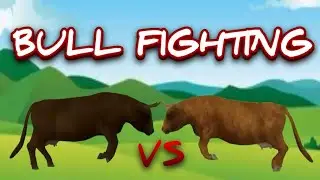 Bull Fighting Animation - Animal Action