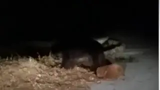 il giaciglio