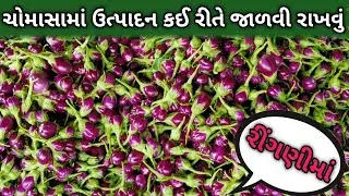 ચોમાસામાં રીંગણીમાં વધુ ઉત્પાદન કઈ રીતે જાળવી રાખવું || Pravin Rajapara