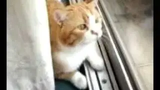 My Barking Cat