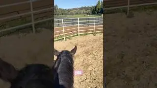 Он составляет ей компанию! 🐴💙🤠 #лошади #милаялошадь #красиваялошадь #конныйспорт #лучшаялошадьнав...