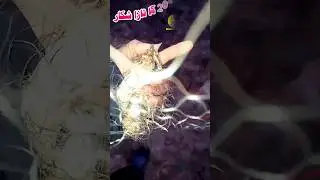 Bater ki awaaz, quail hunting ,batair ki awaz,#birds #shorts #shortsviral #shortsvideo #subscribe