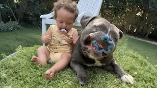 Little Sophia in Danger, Giant Pitbull Shatters All Prejudices with His Action