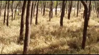 31 - Nim Brasil - Integra&ccedil;&atilde;o Pecu&aacute;ria x Floresta Nim Indiano