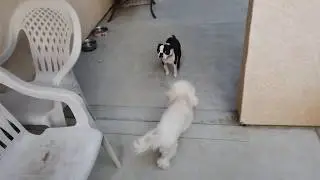 How to clean dog poop off gravel quick!