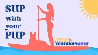 How to Train your Dog to Paddle Board: SUP with your PUP
