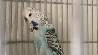 Biyologun Kuş Evi kanalı canlı yayında
