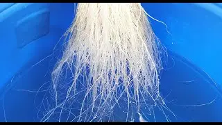 When to change hydroponic nutrient in Kratky System? A Complete Kratky System Guide (Urdu/Hindi)