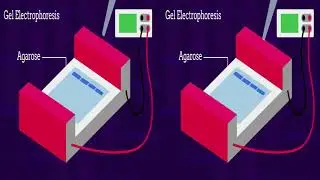 DNA Fingerprinting Technology 3D