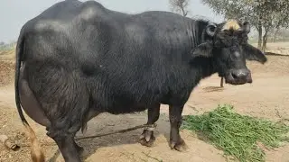 Buffalo for sale in Punjab Pakistan second timer/22/12/2025