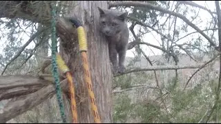 Majestic's Tree Top Rescue