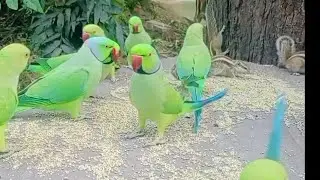 कबूतर, तोता और गिलहरी की मस्ती! 🐦🦜🐿️प्रकृति के इन सुंदर जीवों का साथ देखना कितना सुकून देता है