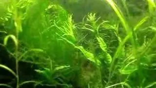 blackbanded sunfish breeding activity