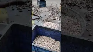 #cashew scooping