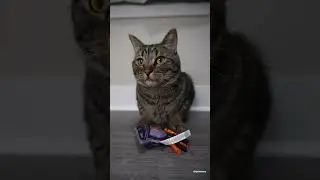THIS is what your CAT&rsquo;S TAIL MOVEMENTS mean! 🤯 #shorts #shorts30