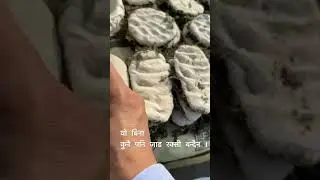 locally made yeast ! It is widely known as Morcha. #nepal
