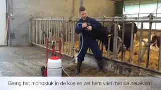 Drenchit productvideo (Koe Drench Drenchen Cow)
